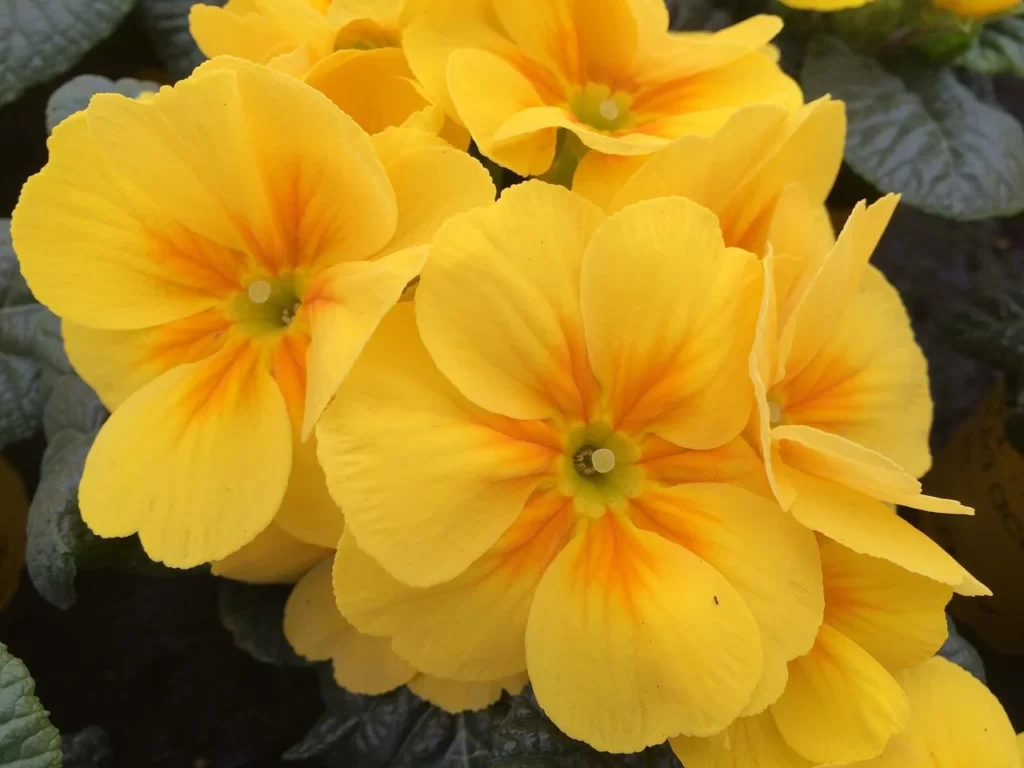 10 Flores Amarelas para Plantar no seu Jardim 2 primrose 1814668 1280 1